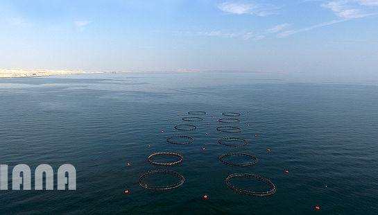 پرورش ماهی در قفس