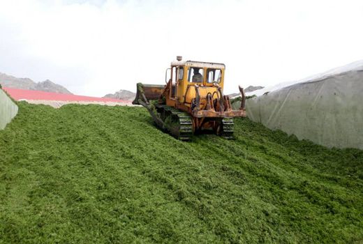 ترویج کشت قصیل جو در خنج برای افزایش بهره وری