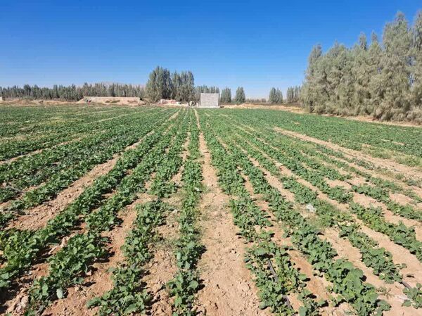 پایان کشت کلزا در زرین دشت