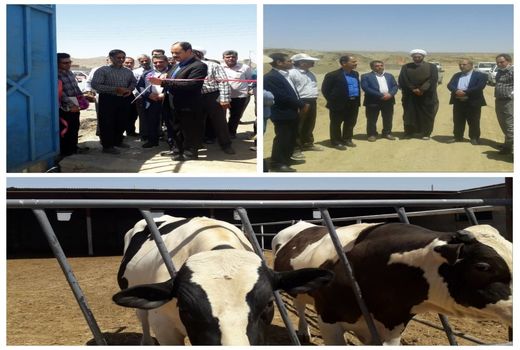 افتتاح یک واحد گاوداری به نمایندگی از ۵ واحد دامداری فردوس