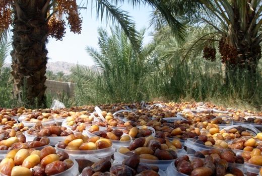 تولید 800 تن خرما در زرین دشت