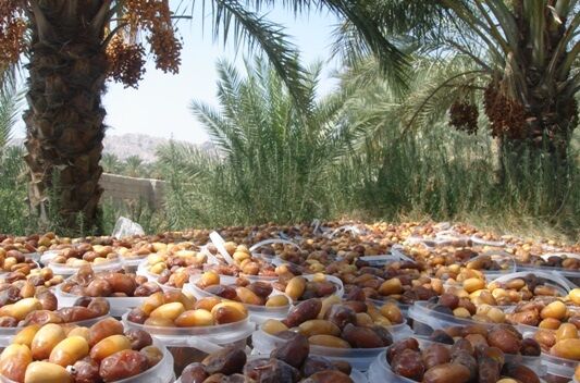 تولید 800 تن خرما در زرین دشت
