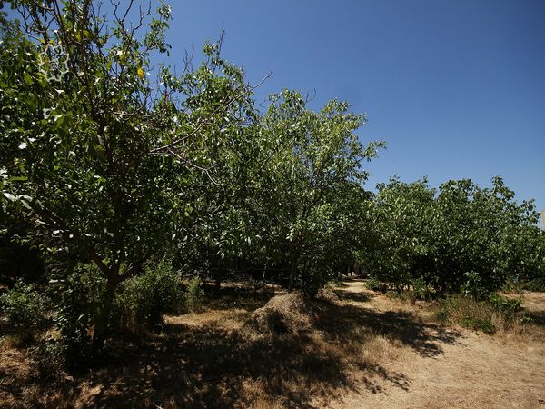 طرح اصلاح و احیای باغات چهارمحال و بختیاری اجرا می‌شود