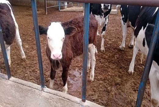 تلقیح بیش از 1200 رأس گاو با نژاد سمینتال