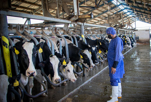 کاهش بار میکروبی شیر خام در خوزستان با نظارت های مستمر دامپزشکی