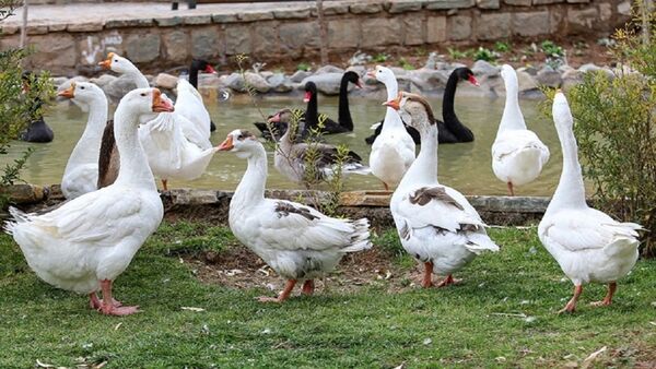 کردستان عاری از بیماری آنفلوانزای فوق حاد پرندگان