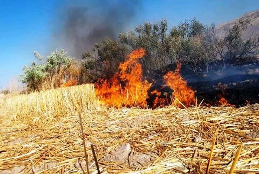 حفظ بقایای گیاهی، سرمایه‌گذاری برای آینده