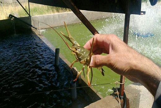 ارزآوری ۱۵۰ میلیون دلاری صادرات میگو