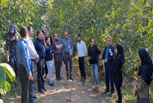 ایجاد بزرگترین باغ الگویی و اصلاح شده گردوی شمال غرب کشور در شهرستان کلیبر