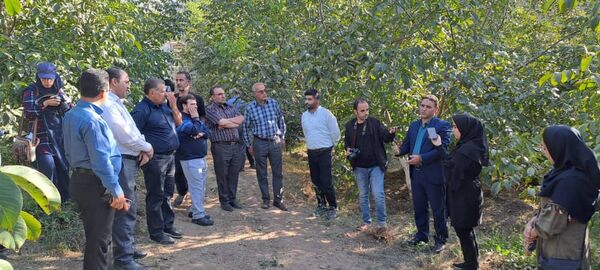 ایجاد بزرگترین باغ الگویی و اصلاح شده گردوی شمال غرب کشور در شهرستان کلیبر