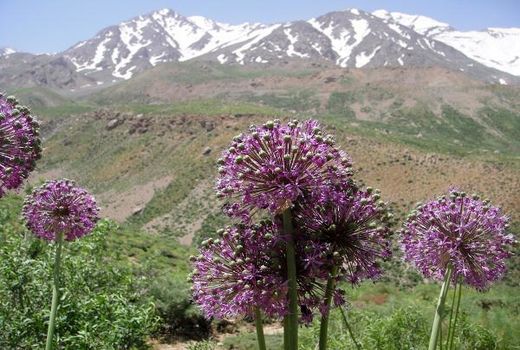 165 هکتار از اراضی شهرستان کوهرنگ به کشت موسیر اختصاص یافت