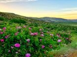 بی رقیبی کیفیت گلاب نطنز  در شرایط آب و هوایی مناسب