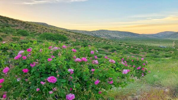 بی رقیبی کیفیت گلاب نطنز  در شرایط آب و هوایی مناسب