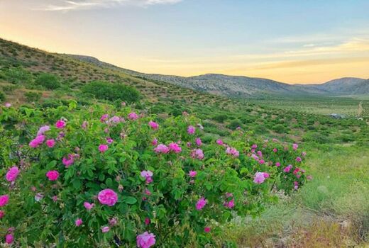بی رقیبی کیفیت گلاب نطنز  در شرایط آب و هوایی مناسب