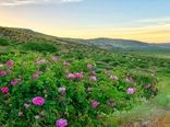 بی رقیبی کیفیت گلاب نطنز  در شرایط آب و هوایی مناسب