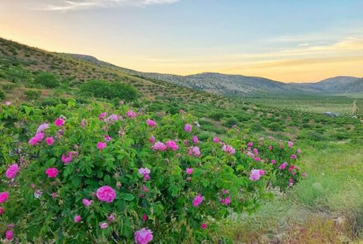 بی رقیبی کیفیت گلاب نطنز  در شرایط آب و هوایی مناسب