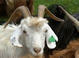 جلسه آموزشی و هماهنگی هویت گذاری و بیمه دام سبک و سنگین در شهرستان بم برگزار شد