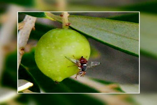 مبارزه با مگس زیتون در بیش از 2 هزار هکتار از باغات قزوین