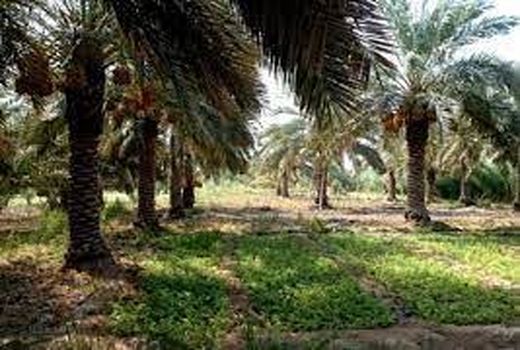 پرداخت اعتبار ۸۰۰ میلیون تومانی به نخلکاران آبادانی