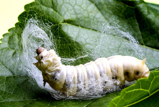 خودکفایی کشور در پرورش کرم ابریشم تا پنج سال آینده