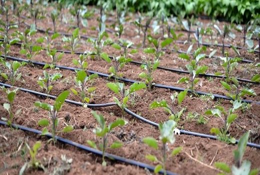 افزایش ۱۰ درصدی کشت لوبیا در قیروکارزین