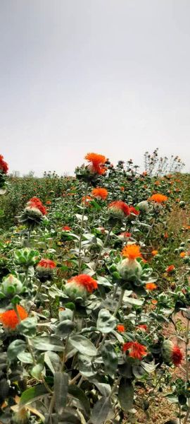 کشت دانه روغنی گلرنگ در شهرستان دهلران