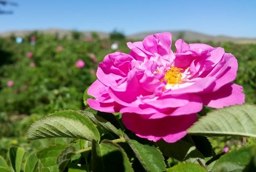 برداشت گل محمدی در کاشان آغاز شد