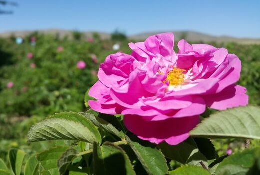 برداشت گل محمدی در کاشان آغاز شد