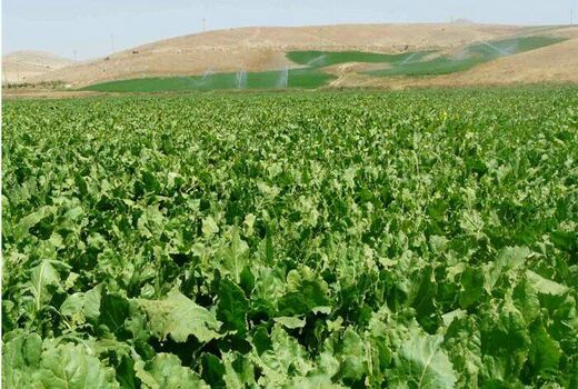 پیش‌بینی کشت 15 هزار هکتار چغندرقند پاییزه در خوزستان