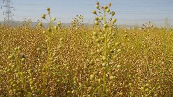 آغاز برداشت کاملینا از مزارع آذربایجان غربی