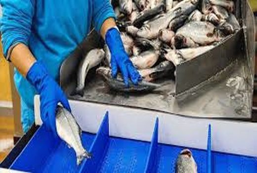 ضرورت احداث هاب صادراتی آبزیان در منطقه آزاد تجاری اروند