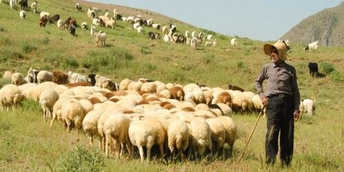 دامداران آذربایجان غربی نسبت به تمدید پروانه چرا اقدام کنند