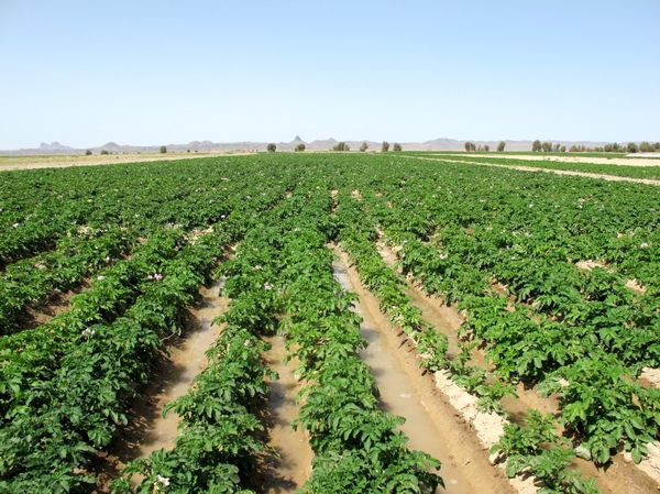 افتتاح 132پروژه بخش کشاورزی در سیستان و بلوچستان 