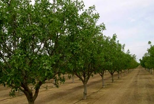 تولید 14هزار تن گردو در باغ های فارس