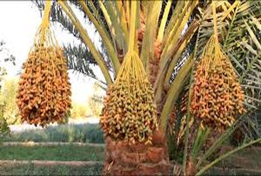 پایان خرید توافقی خرما در آبادان