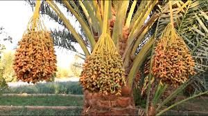 پایان خرید توافقی خرما در آبادان