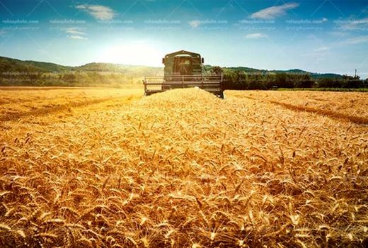 تولید قطعی 11.5 میلیون تن گندم در کشور
