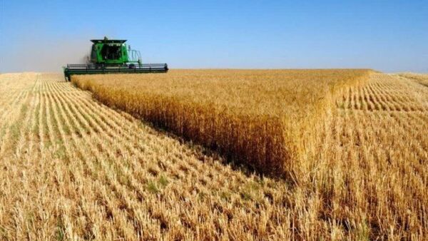 تاب‌آوری نظام غذایی در تلاقی تکانه‌های جهانی و تنگناهای اکولوژیک
