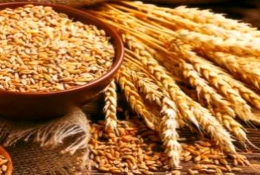 انعقاد قرارداد تولید گندم دوروم برای کارخانجات ماکارونی