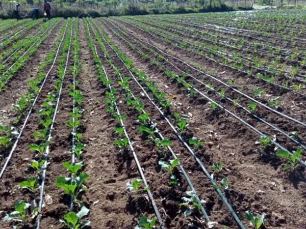 تجهیز بیش از ۷۲ هزار هکتار از اراضی کشاورزی استان آذربایجان‌ غربی به سیستم های آبیاری نوین