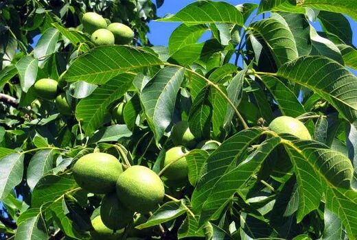 آغاز برداشت محصول گردو از سطح باغات این استان قزوین
