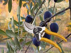 کارگاه آموزشی هرس درختان زیتون در شهرستان راور برگزار شد