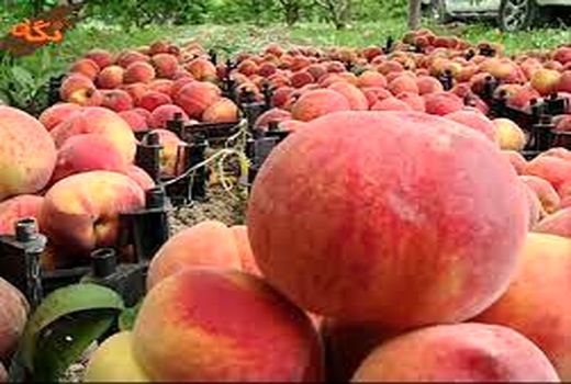 کیل گیری باغات بادام و هلو در شهرستان سامان