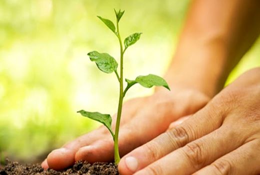 700 هکتار از اراضی پایاب سد آزاد تا فروردین سال آینده نهال‌کاری می‌شود