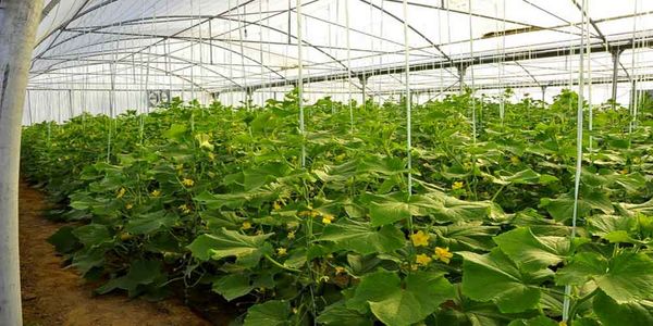 7930 میلیارد ریال تسهیلات کشاورزی در اصفهان پرداخت شد