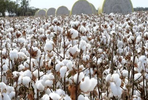 عمده کشت پنبه در شهرستان‌های؛ جرقویه، ورزنه، آران و بیدگل، کاشان و نایین