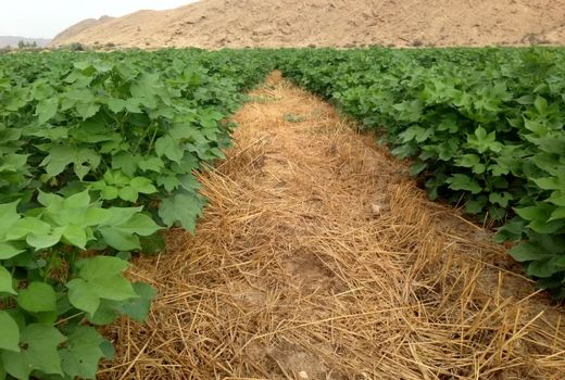 اتمام کاشت پنبه و ذرت در اراضی جویم