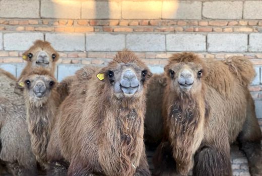 موفقیت فائو و ایران در تضمین آینده شتر دوکوهانه