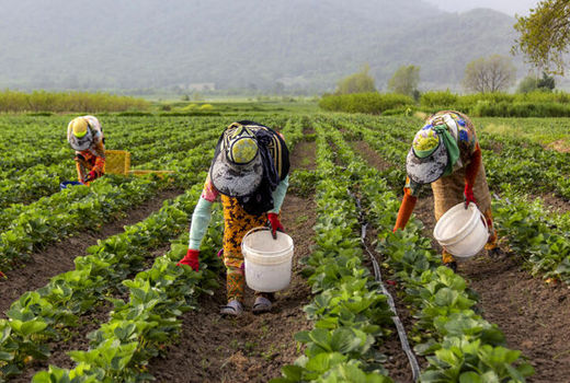 اعتماد کشاورز پیش‌نیاز اجرای توصیه‌های فنی