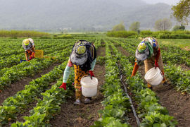 اعتماد کشاورز پیش‌نیاز اجرای توصیه‌های فنی